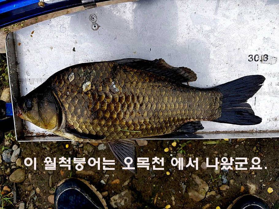 장마철 붕어낚시 청신호 (조황조행기 - 특파원조황)