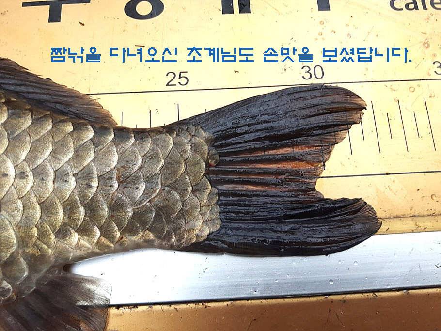 6월 중순의 경산권 소식 입니다 (조황조행기 - 특파원조황)