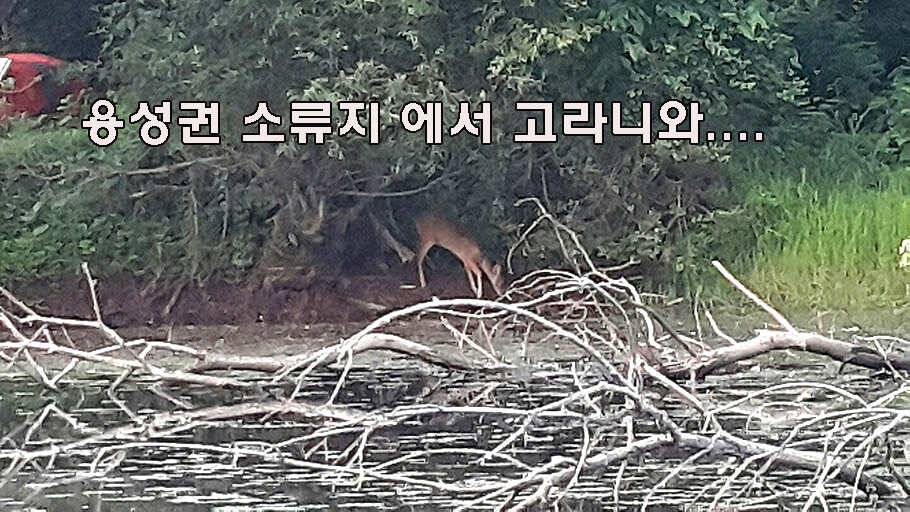 장마철 붕어낚시 청신호 (조황조행기 - 특파원조황)
