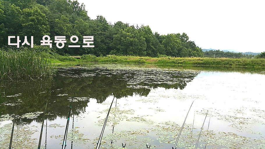 장마철 붕어낚시 청신호 (조황조행기 - 특파원조황)