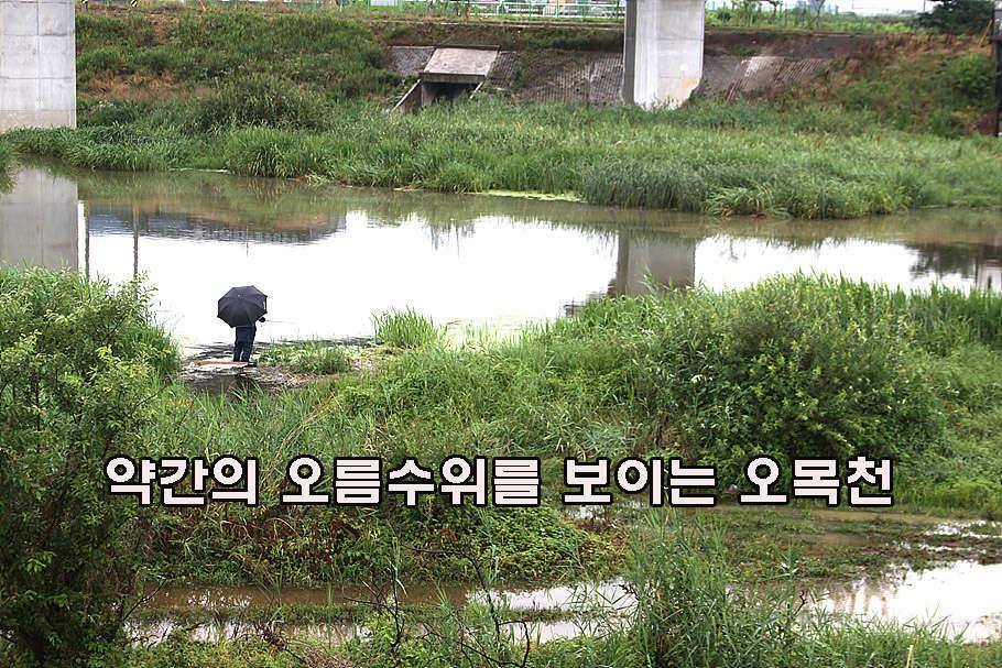 장마철 붕어낚시 청신호 (조황조행기 - 특파원조황)