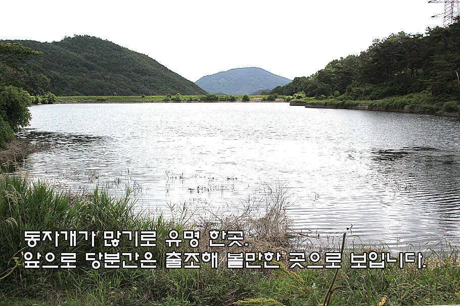 6월 중순의 경산권 소식 입니다 (조황조행기 - 특파원조황)