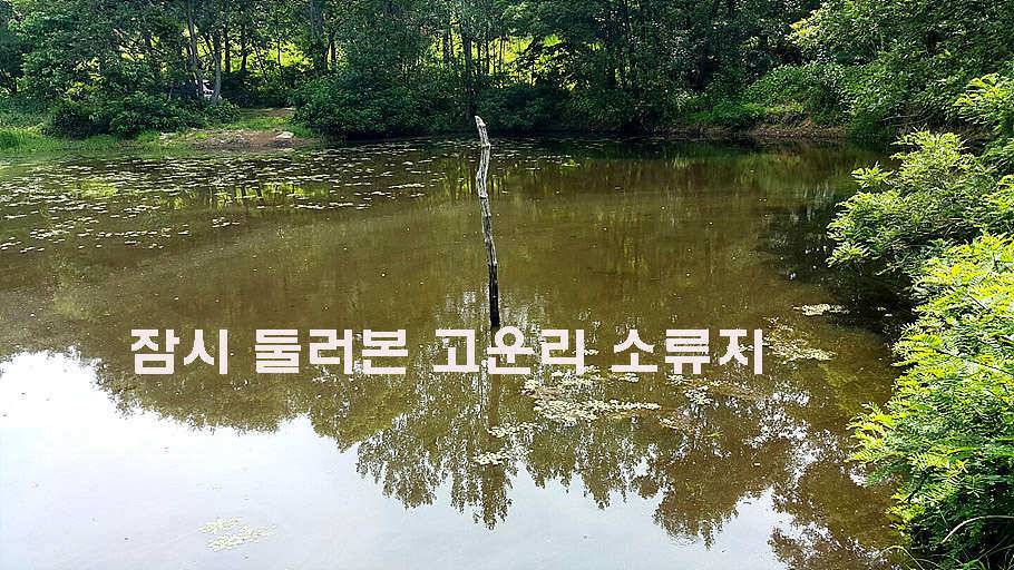 장마철 붕어낚시 청신호 (조황조행기 - 특파원조황)