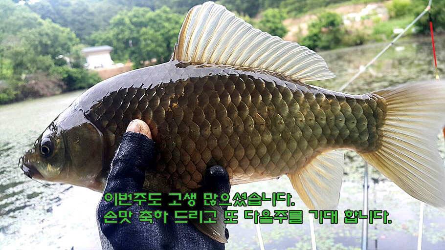 6월 중순의 경산권 소식 입니다 (조황조행기 - 특파원조황)