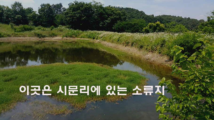 장마철 붕어낚시 청신호 (조황조행기 - 특파원조황)