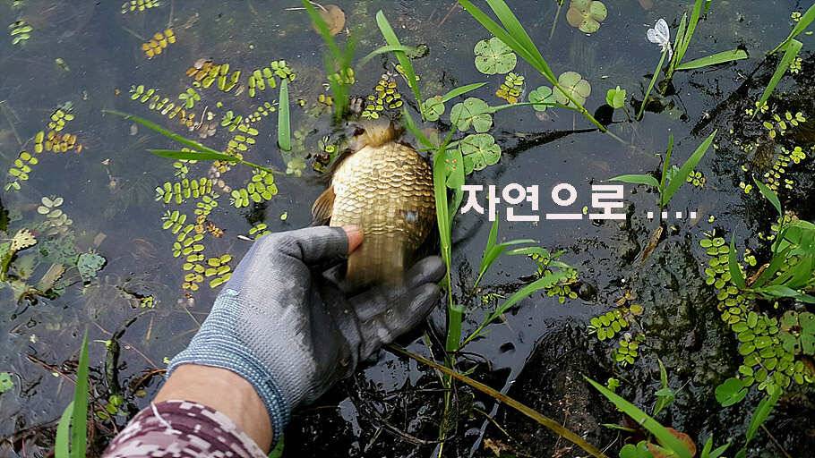 장마철 붕어낚시 청신호 (조황조행기 - 특파원조황)