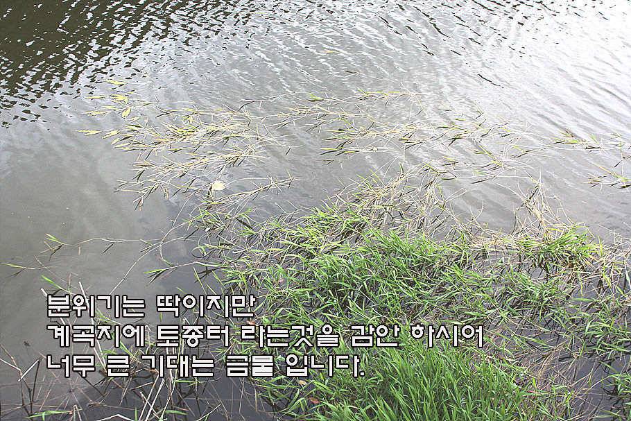 6월 중순의 경산권 소식 입니다 (조황조행기 - 특파원조황)