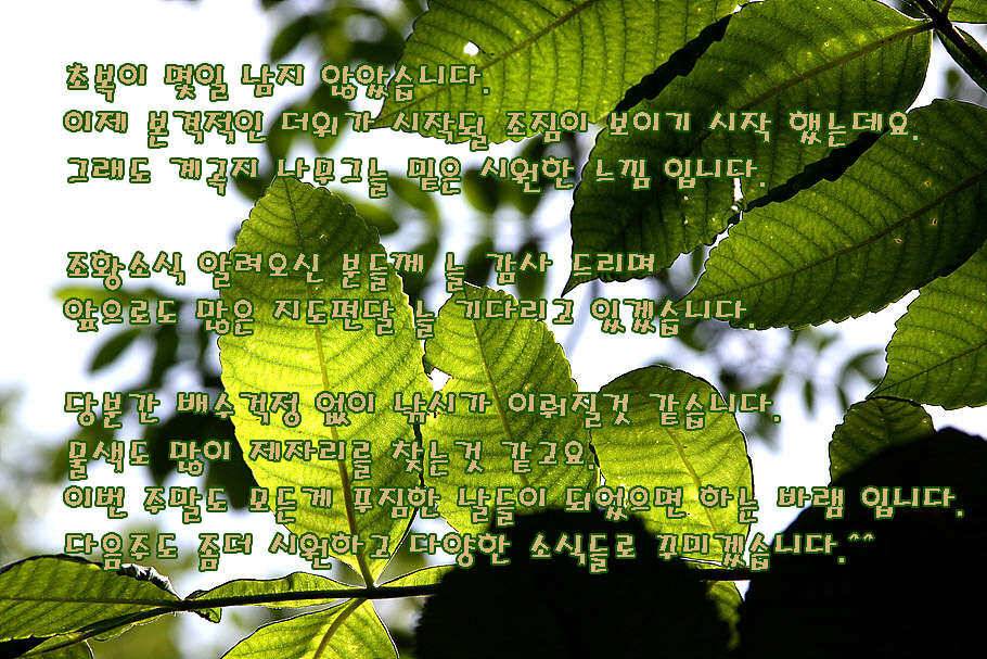휴가와 피서한여름 낚시의 시작 (조황조행기 - 특파원조황)