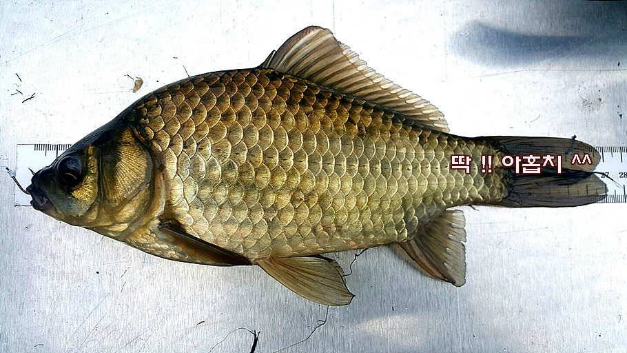 6월 중순의 경산권 소식 입니다 (조황조행기 - 특파원조황)