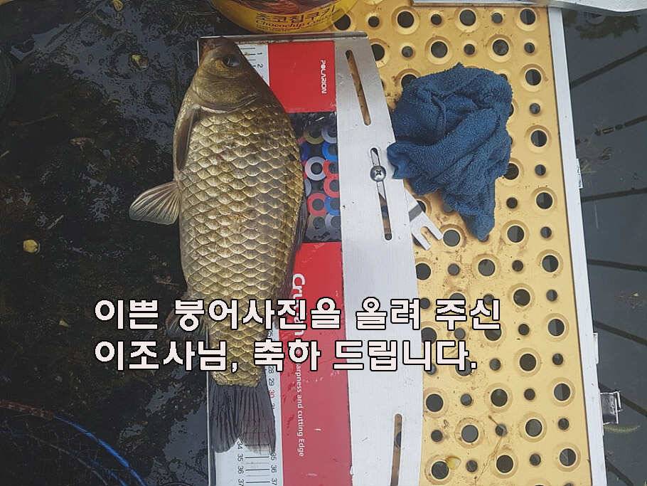 장마철 붕어낚시 청신호 (조황조행기 - 특파원조황)