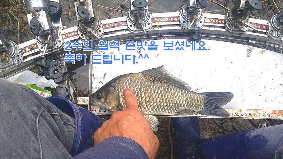 6월 중순의 경산권 소식 입니다 (조황조행기 - 특파원조황)