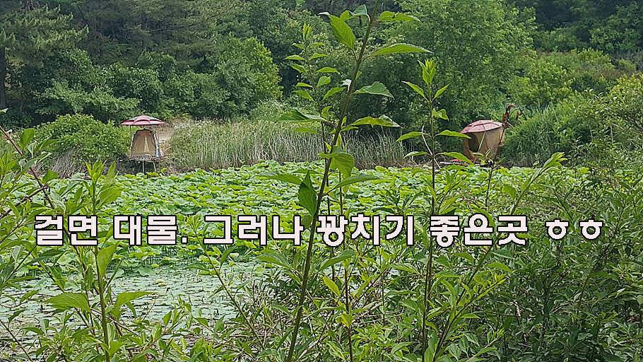장마철 붕어낚시 청신호 (조황조행기 - 특파원조황)