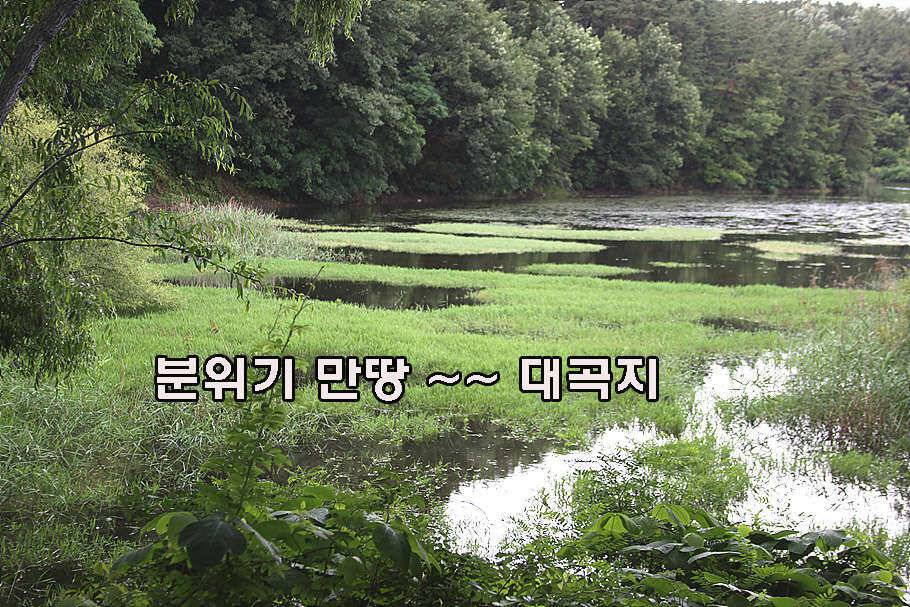장마철 붕어낚시 청신호 (조황조행기 - 특파원조황)