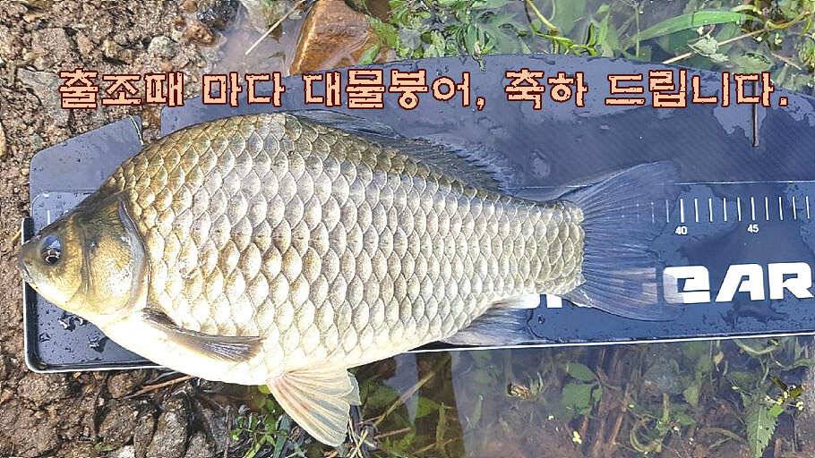 휴가와 피서한여름 낚시의 시작 (조황조행기 - 특파원조황)