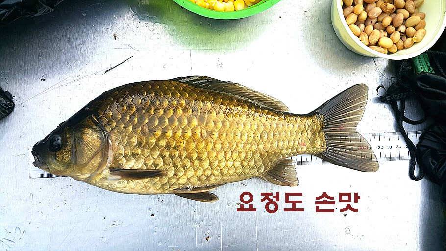 장마철 붕어낚시 청신호 (조황조행기 - 특파원조황)
