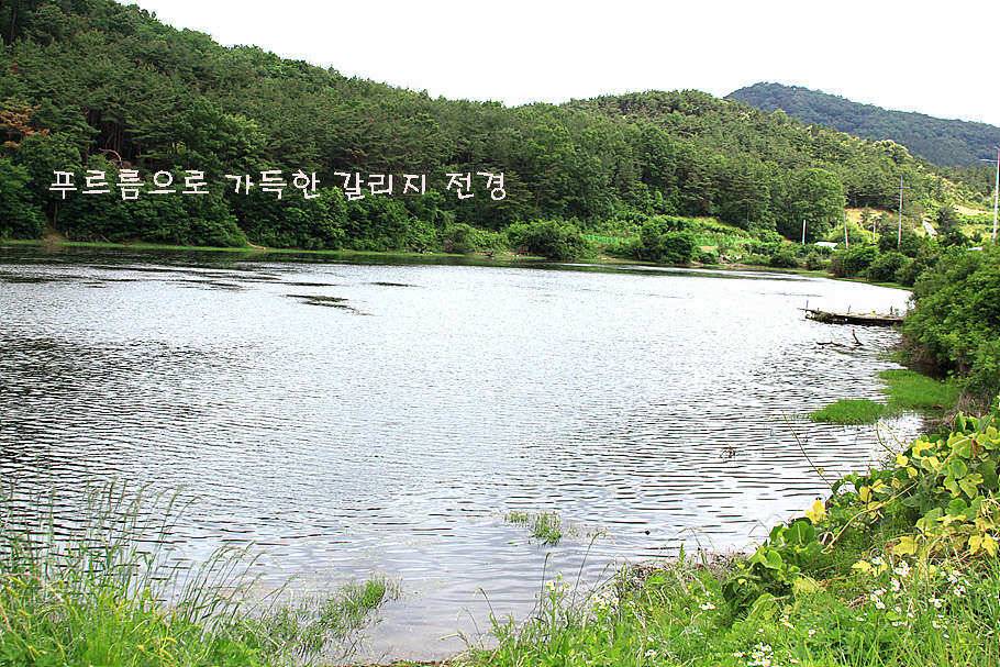 6월 중순의 경산권 소식 입니다 (조황조행기 - 특파원조황)