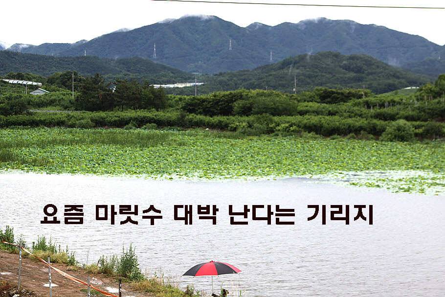 장마철 붕어낚시 청신호 (조황조행기 - 특파원조황)