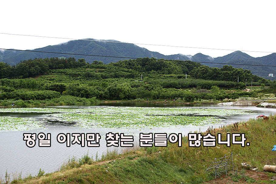 장마철 붕어낚시 청신호 (조황조행기 - 특파원조황)