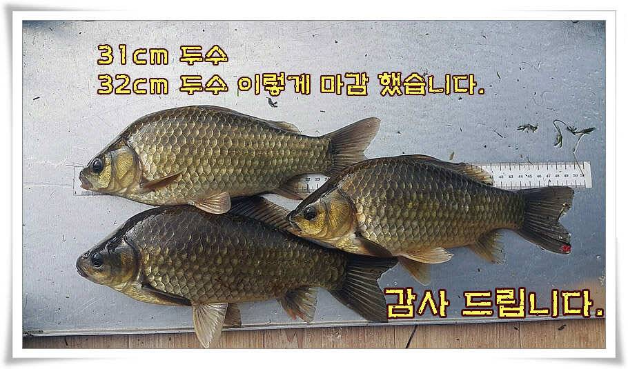휴가와 피서한여름 낚시의 시작 (조황조행기 - 특파원조황)