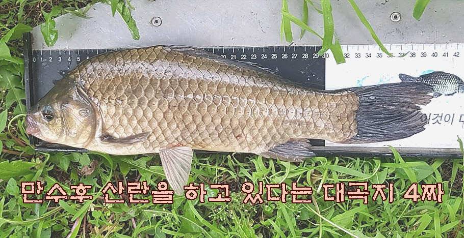 휴가와 피서한여름 낚시의 시작 (조황조행기 - 특파원조황)