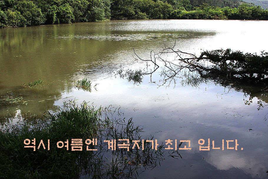 휴가와 피서한여름 낚시의 시작 (조황조행기 - 특파원조황)