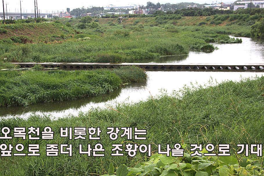 장마철 붕어낚시 청신호 (조황조행기 - 특파원조황)
