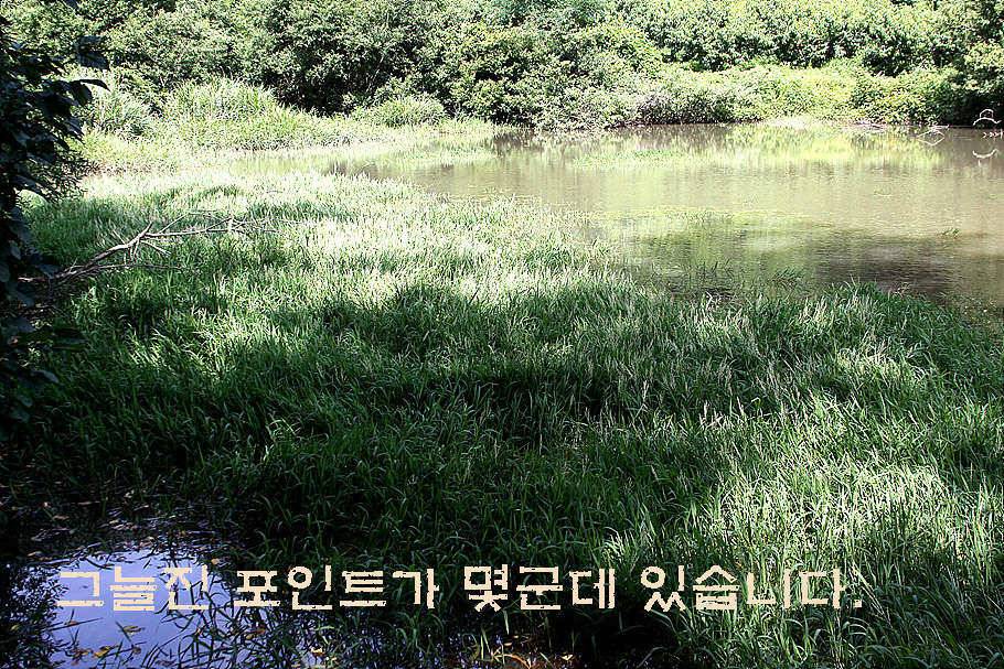 휴가와 피서한여름 낚시의 시작 (조황조행기 - 특파원조황)