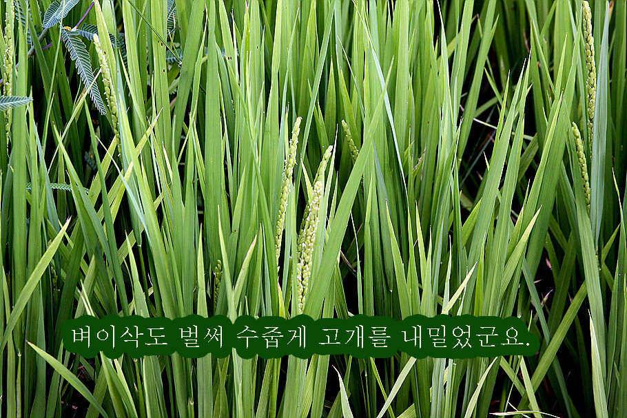 pro_johwang_c0504_095914_60810.jpg