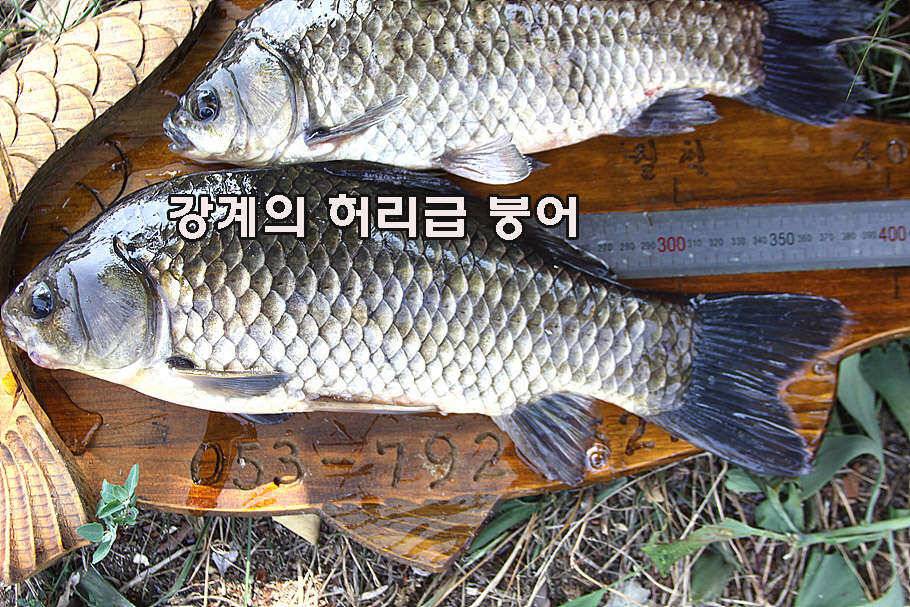 장마철 붕어낚시 청신호 (조황조행기 - 특파원조황)