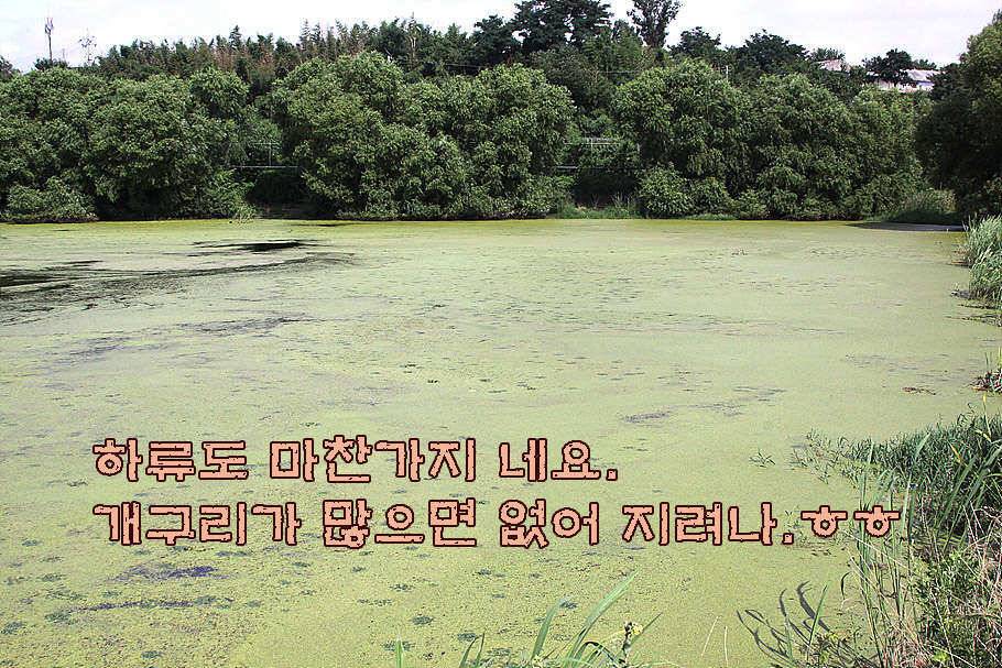 휴가와 피서한여름 낚시의 시작 (조황조행기 - 특파원조황)
