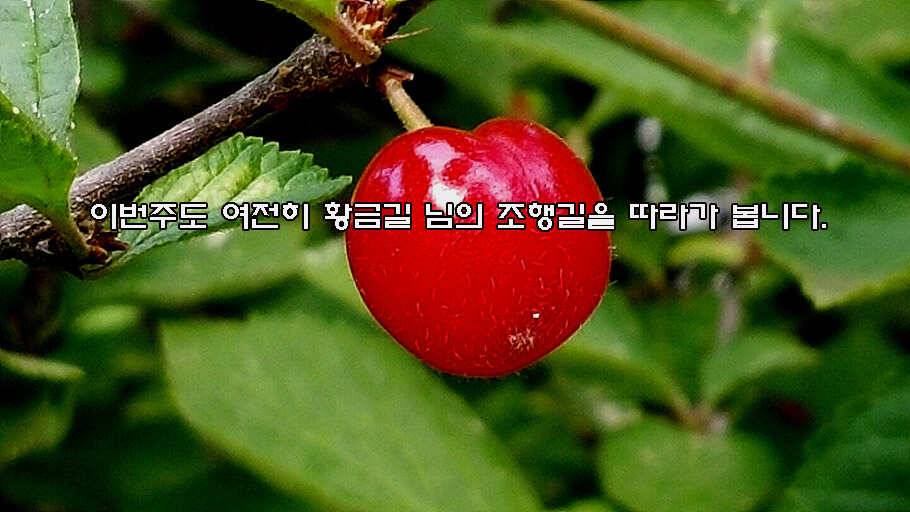 6월 중순의 경산권 소식 입니다 (조황조행기 - 특파원조황)