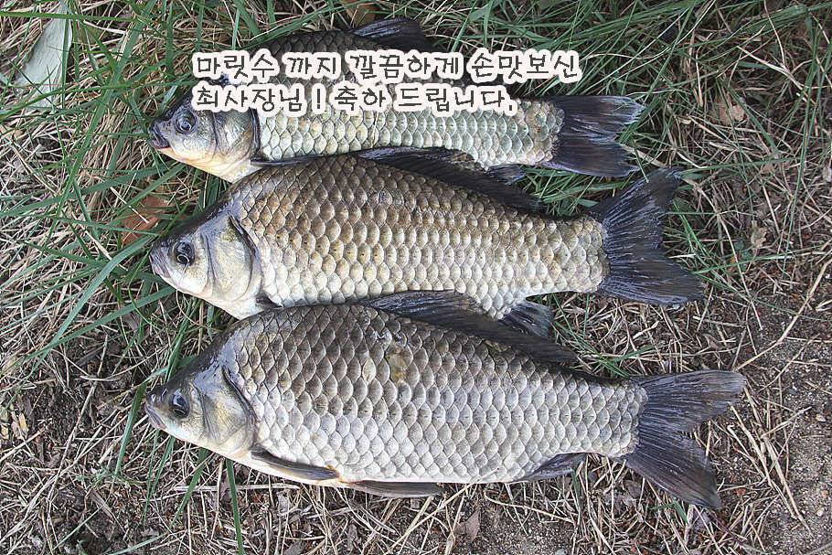 6월 중순의 경산권 소식 입니다 (조황조행기 - 특파원조황)
