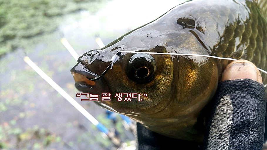 6월 중순의 경산권 소식 입니다 (조황조행기 - 특파원조황)