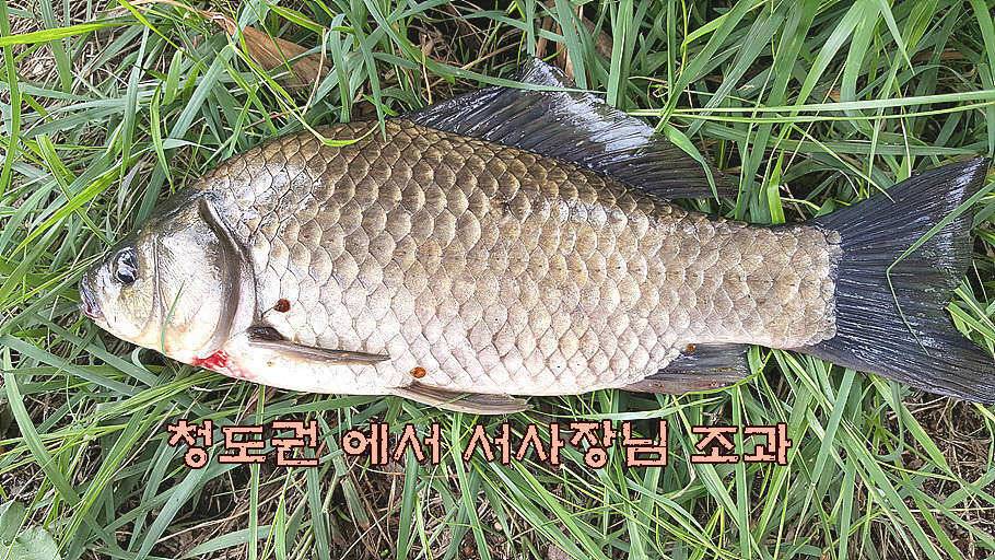 휴가와 피서한여름 낚시의 시작 (조황조행기 - 특파원조황)