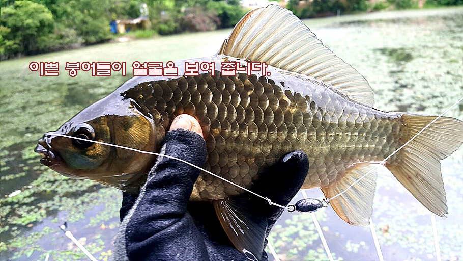 6월 중순의 경산권 소식 입니다 (조황조행기 - 특파원조황)