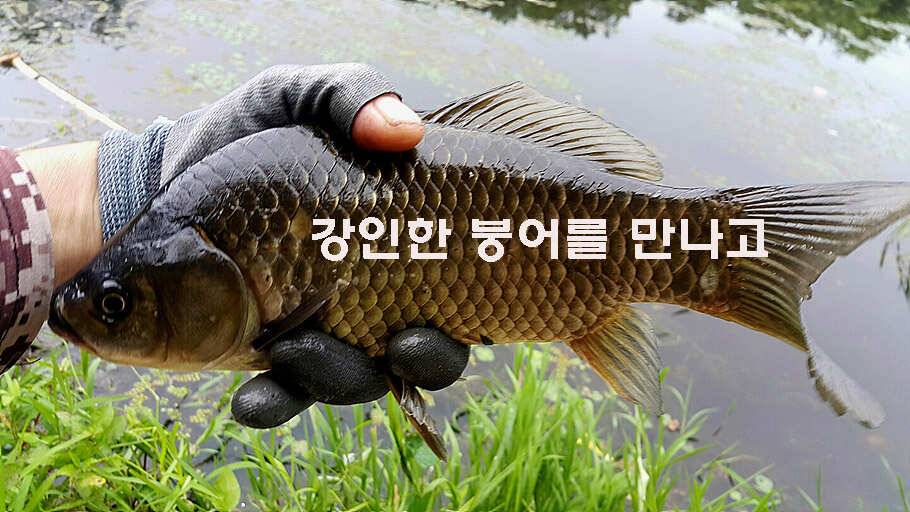 장마철 붕어낚시 청신호 (조황조행기 - 특파원조황)