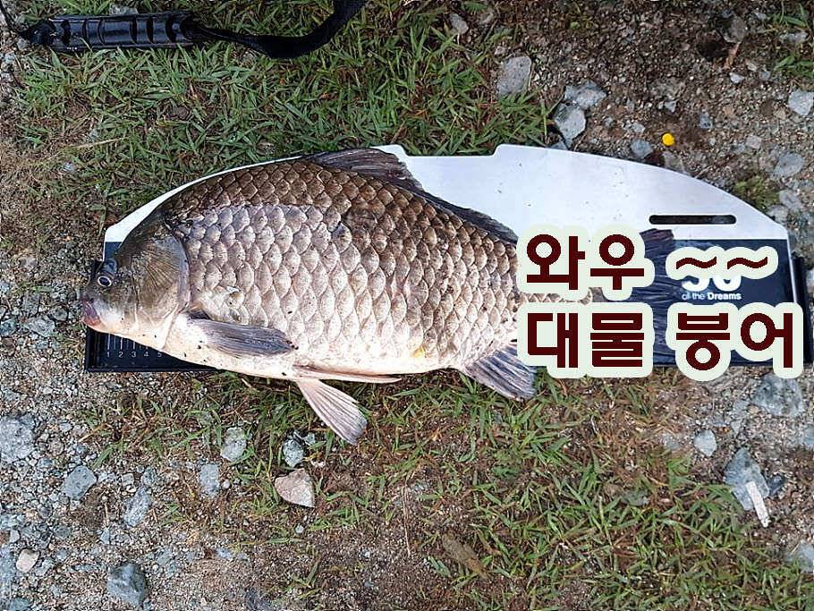 장마철 붕어낚시 청신호 (조황조행기 - 특파원조황)