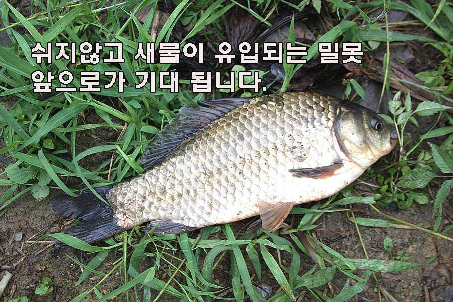 장마철 붕어낚시 청신호 (조황조행기 - 특파원조황)