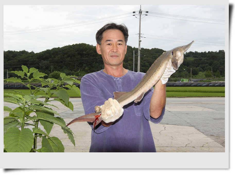 충주호산 철갑상어 (조황조행기 - 특파원조황)