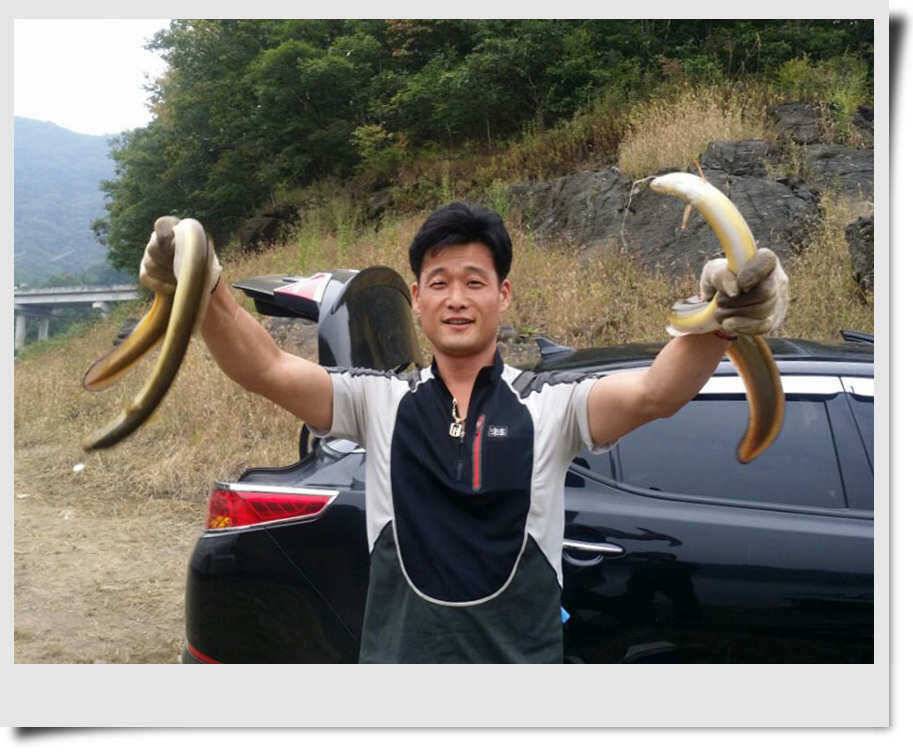 충주호 장어가 꿈틀 꿈틀 (조황조행기 - 특파원조황)