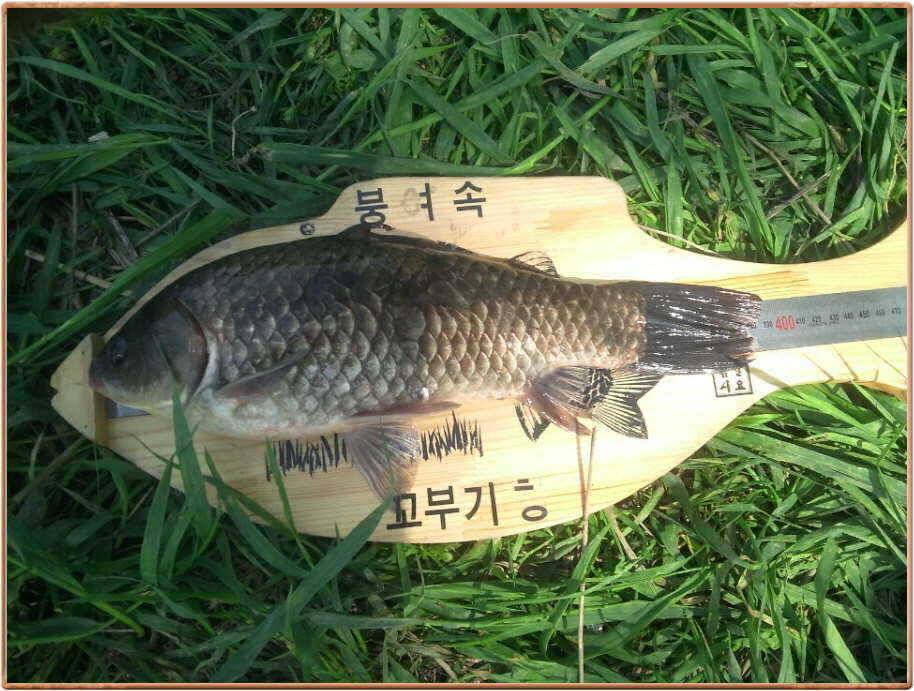 진위천 조황 소식 (조황조행기 - 특파원조황)