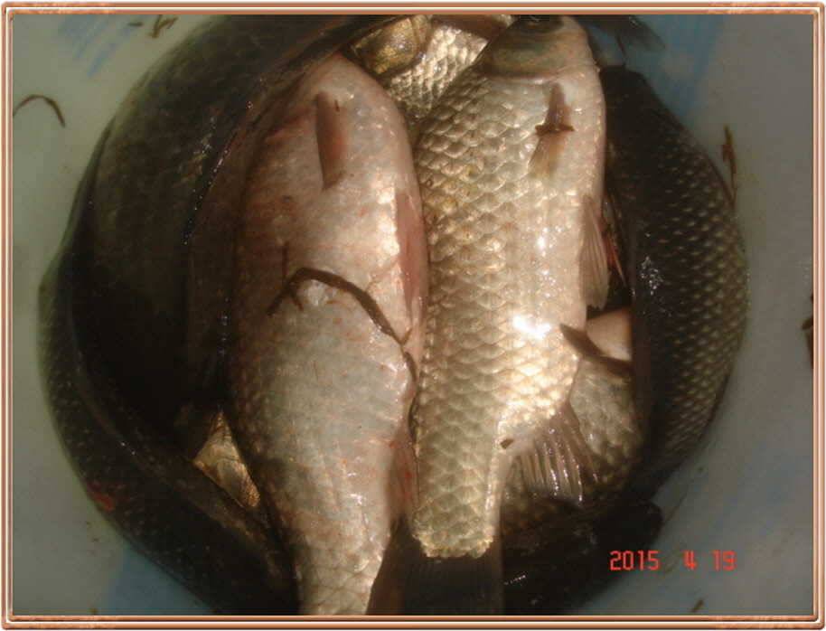 진위천 조황 소식 (조황조행기 - 특파원조황)