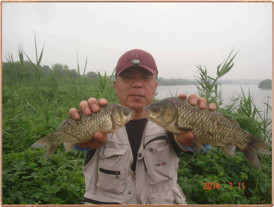 진위천 조황 소식 (조황조행기 - 특파원조황)