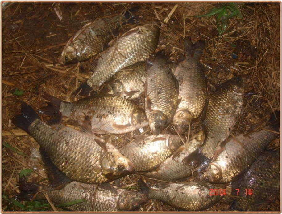진위천 조황 소식 (조황조행기 - 특파원조황)