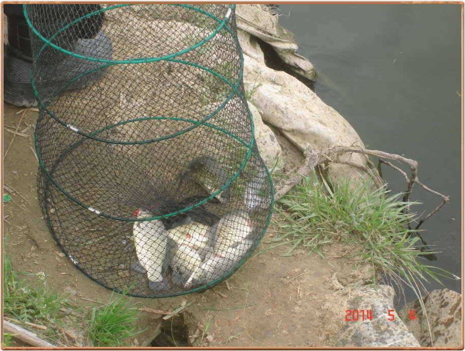 진위천 조황 소식 (조황조행기 - 특파원조황)