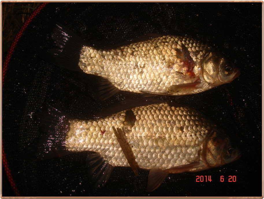 진위천 조황 소식 (조황조행기 - 특파원조황)