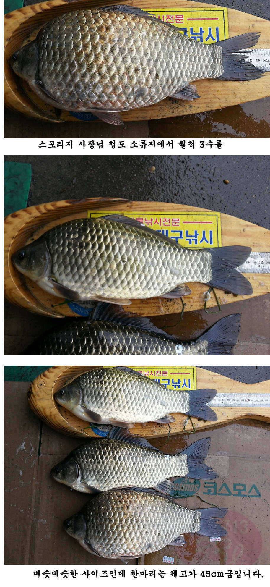 청도권 가을 시즌 빵빵 터집니다 (조황조행기 - 특파원조황)