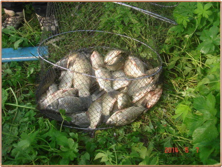진위천의 4짜 붕어 (조황조행기 - 특파원조황)