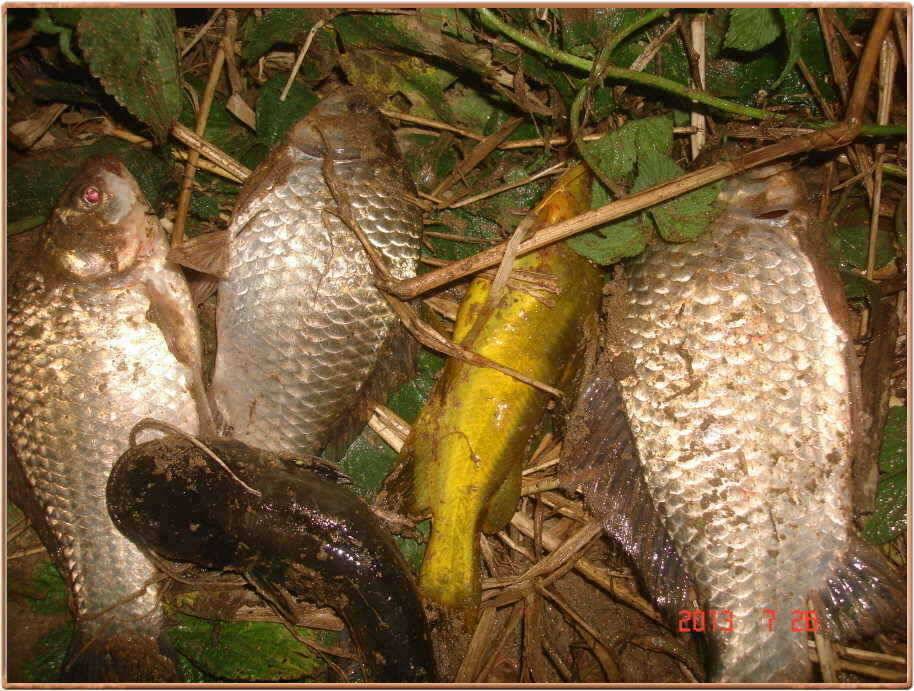 진위천조황소식 (조황조행기 - 특파원조황)