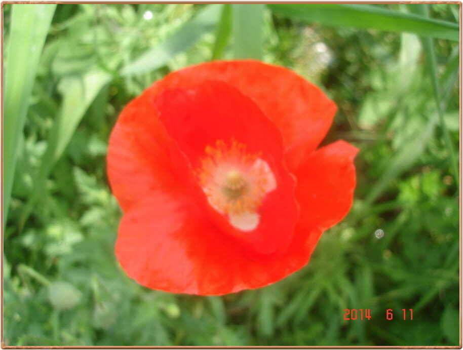 진위천 조황 소식 (조황조행기 - 특파원조황)